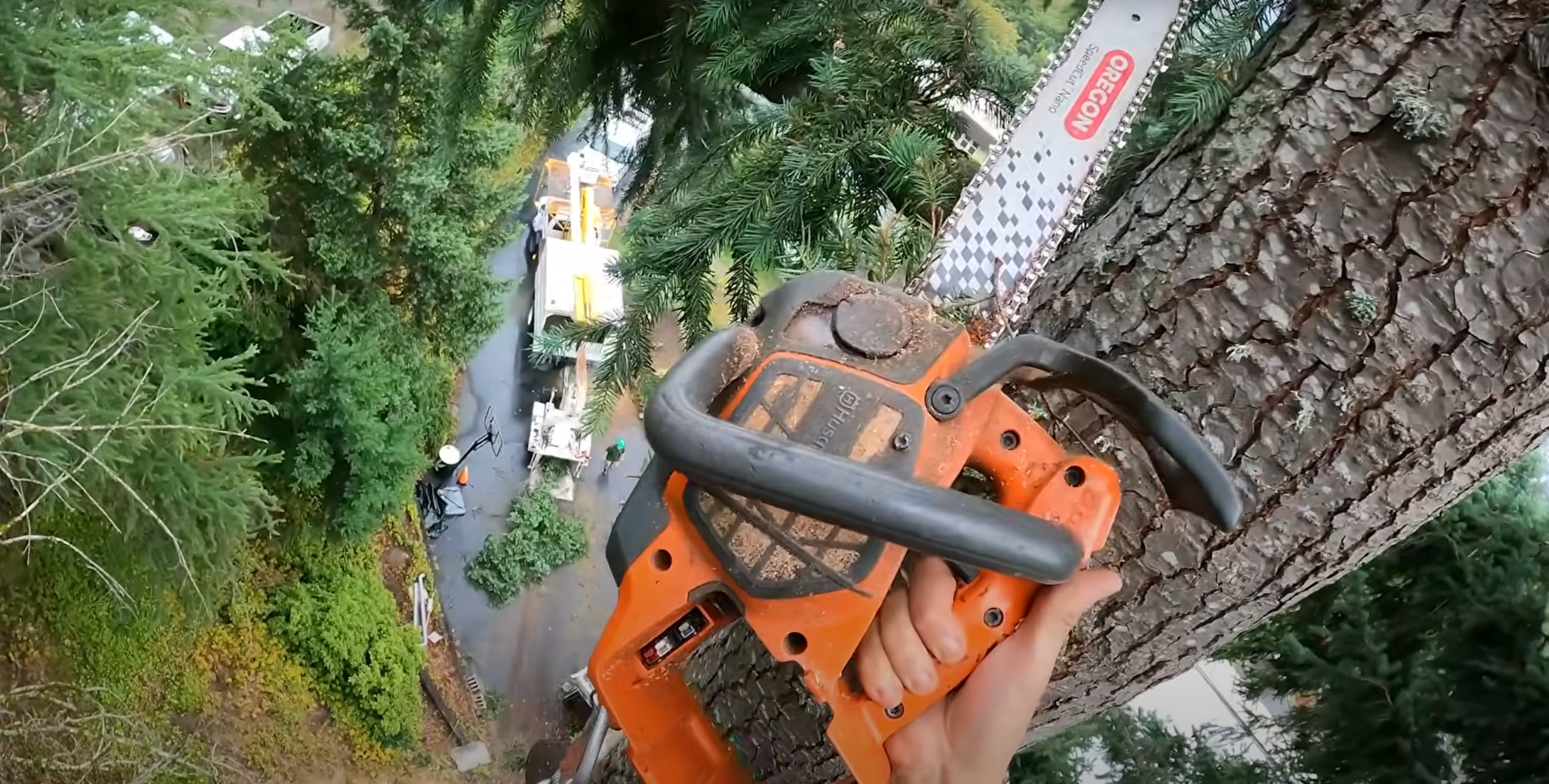 Arborist Consulting service in Chino Hills, CA