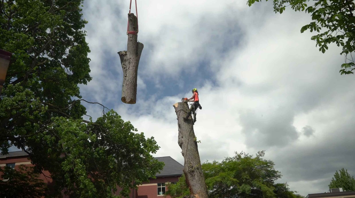 Tree Removal service in Chino Hills, CA