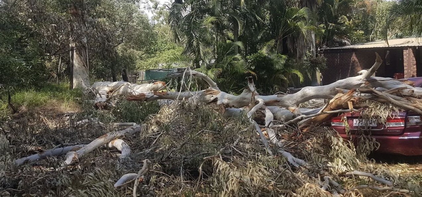 Professional tree service work in Chino Hills, CA