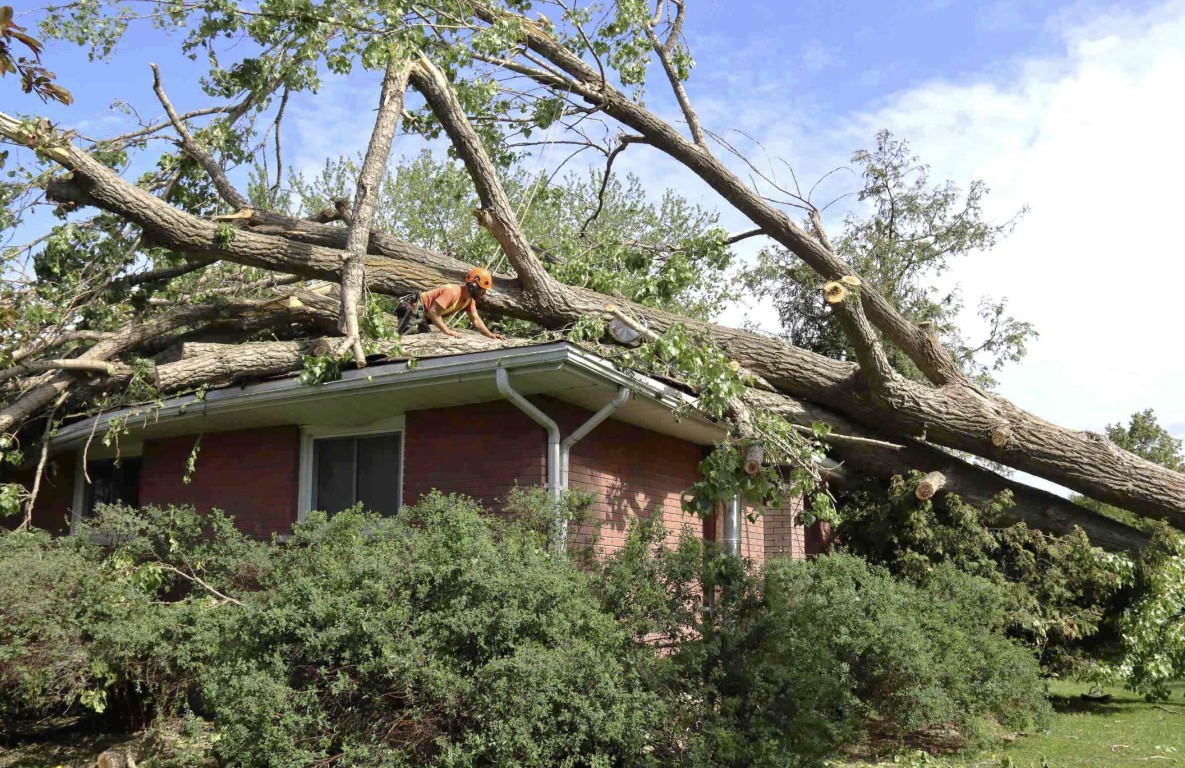 Emergency Tree Services service in Chino Hills, CA